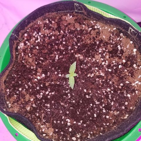 Bam Bam #1 growlog timeline photo