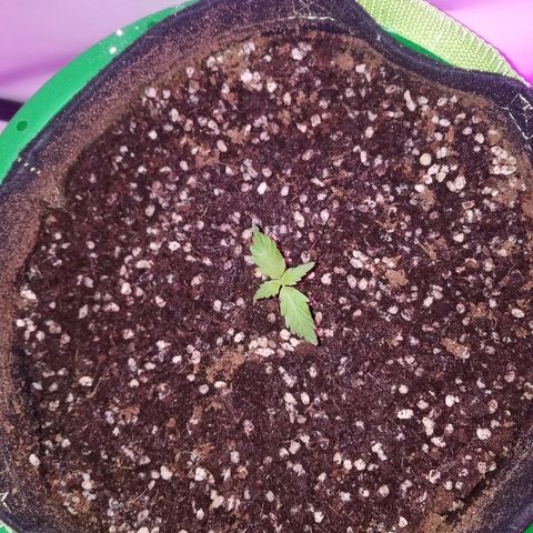 Bam Bam #2 growlog timeline photo