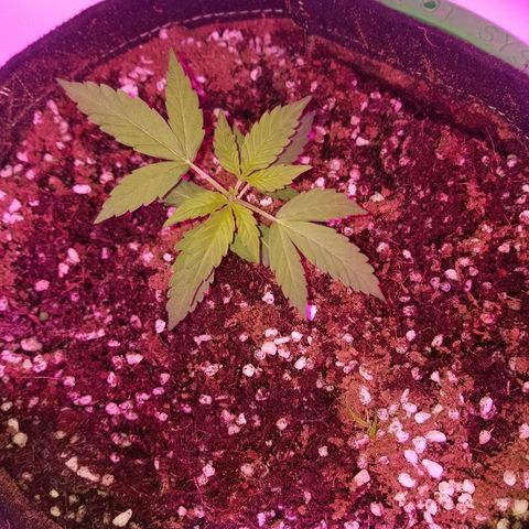 G14 #1 growlog timeline photo