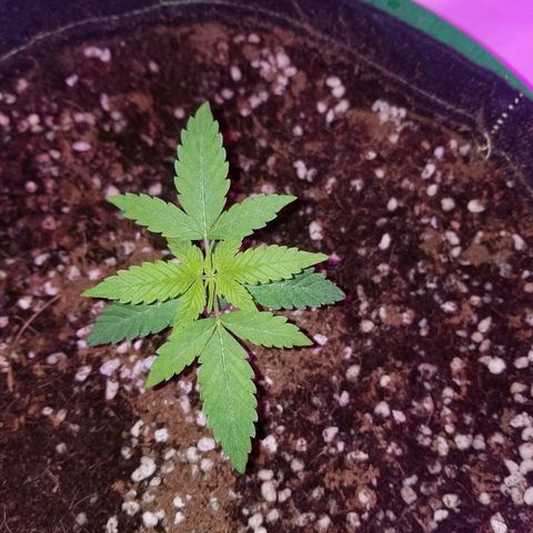Do Si Dos Auto growlog timeline photo