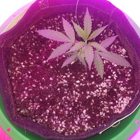 Bubblegum breath  #2 growlog photo: Lst
