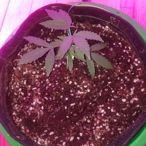 Bubblegum breath  #1 growlog photo: Lst