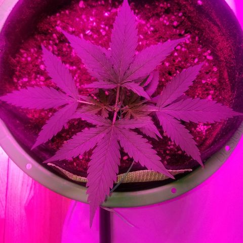 Kracken #2 growlog timeline photo
