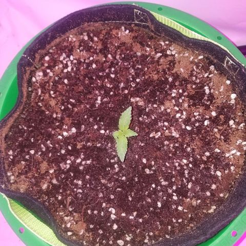 Bam Bam #1 growlog timeline photo