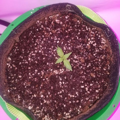 Bam Bam #2 growlog timeline photo