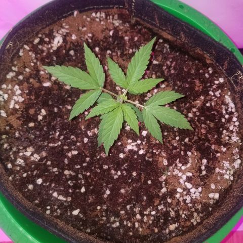 G14 #1 growlog photo: Topped