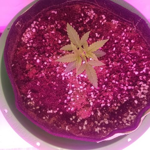 Do Si Dos Auto growlog timeline photo