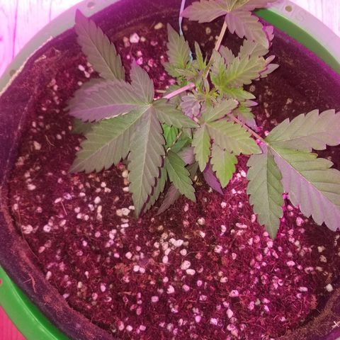 Bitchen Camaro  growlog photo: Moved lst