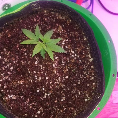 White widow  #1 growlog timeline photo