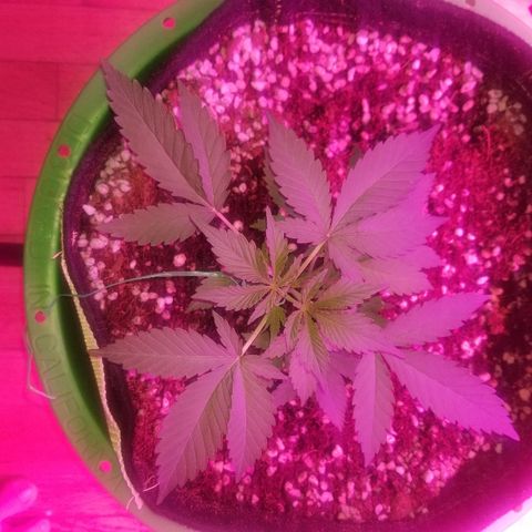 Kracken #1 growlog timeline photo