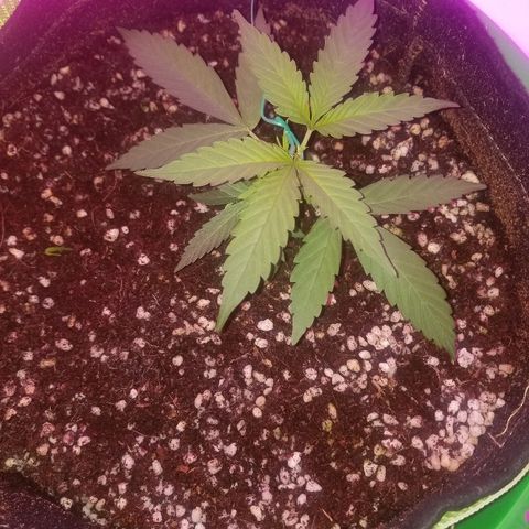 Bubblegum breath  #2 growlog timeline photo