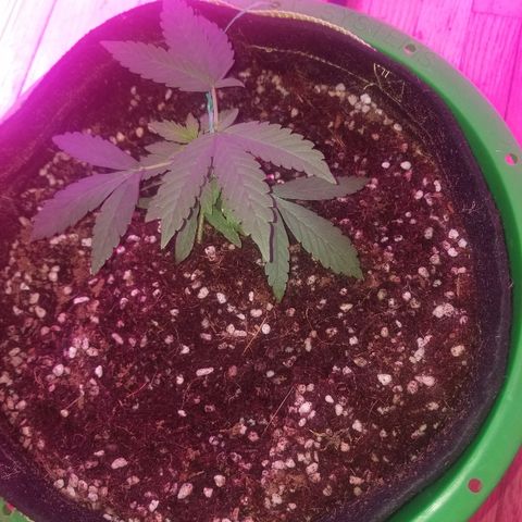 Bubblegum breath  #1 growlog timeline photo
