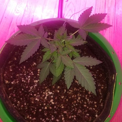 Bitchen Camaro  growlog timeline photo
