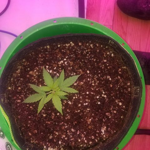 White widow  #1 growlog timeline photo