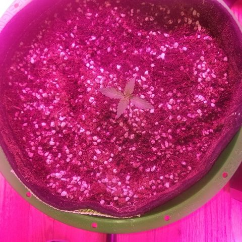 Bam Bam #3 growlog timeline photo