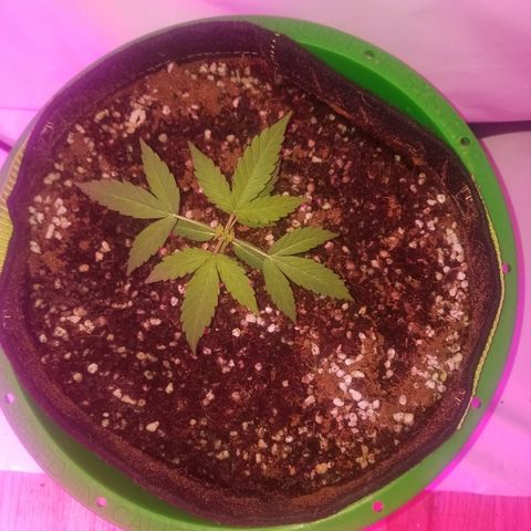 G14 #1 growlog timeline photo