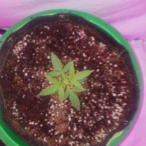 Do Si Dos Auto growlog timeline photo
