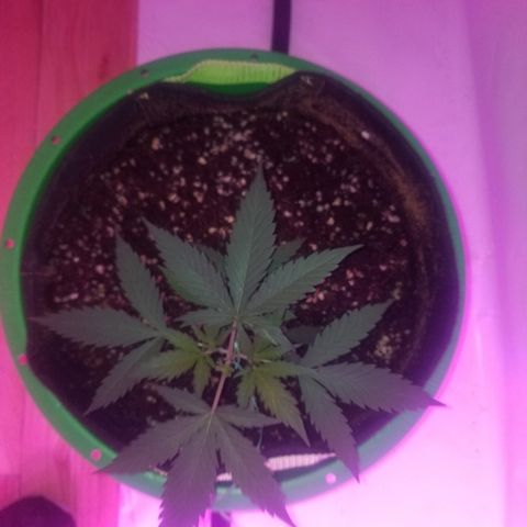 Kracken #2 growlog timeline photo