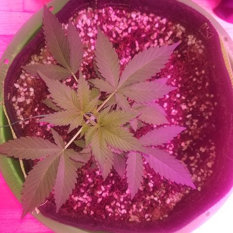 Kracken #1 growlog timeline photo