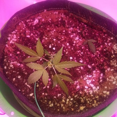 G14 #1 growlog timeline photo
