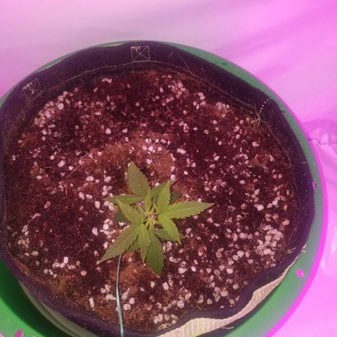 Do Si Dos Auto growlog timeline photo