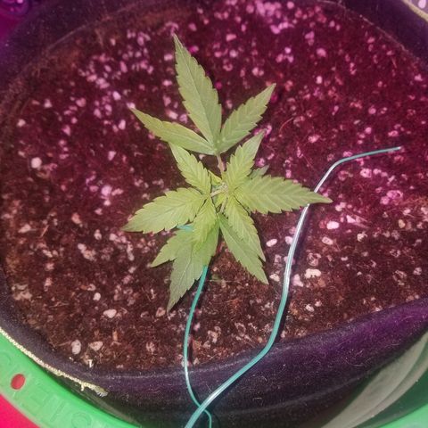 White widow  #1 growlog timeline photo