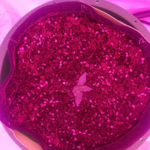 Bam Bam #1 growlog timeline photo