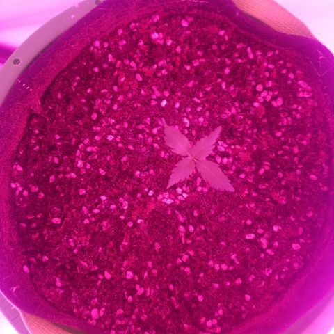 Bam Bam #2 growlog timeline photo
