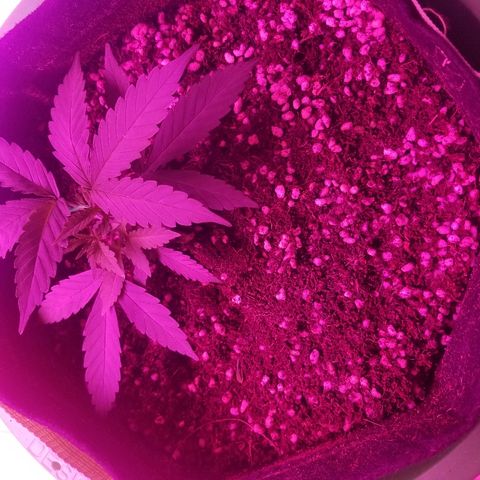 Bubblegum breath  #2 growlog timeline photo