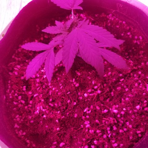 Bubblegum breath  #1 growlog timeline photo