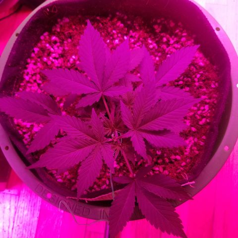 Kracken #1 growlog timeline photo