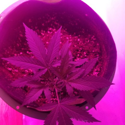 Kracken #2 growlog timeline photo