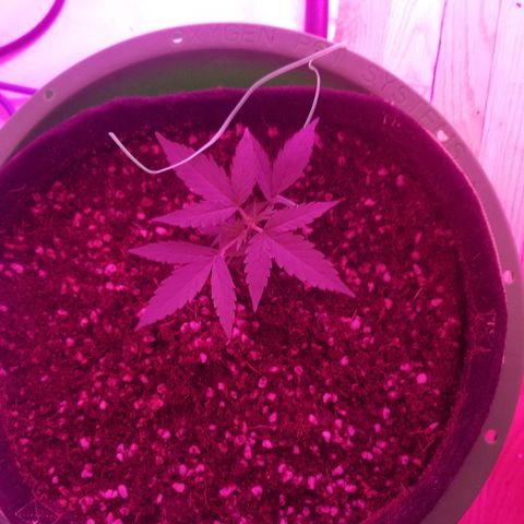 White widow  #1 growlog timeline photo