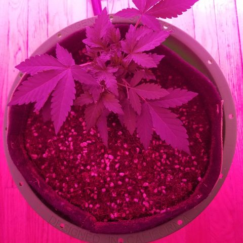 Bitchen Camaro  growlog timeline photo