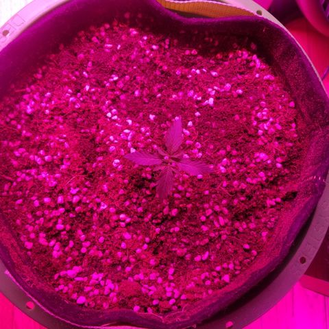 Bam Bam #3 growlog timeline photo