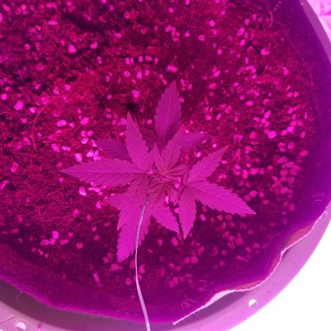 Do Si Dos Auto growlog timeline photo
