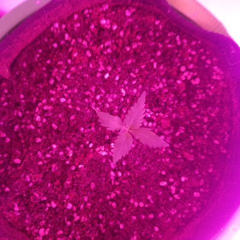 Bam Bam #2 growlog timeline photo