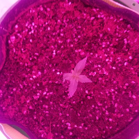 Bam Bam #1 growlog timeline photo