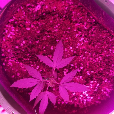 G14 #1 growlog timeline photo