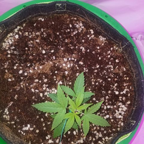 Do Si Dos Auto growlog timeline photo