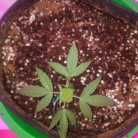 G14 #1 growlog timeline photo