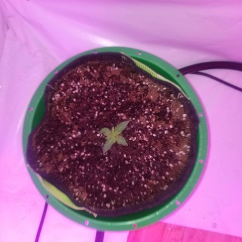 Bam Bam #1 growlog timeline photo