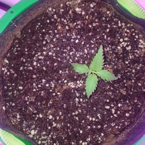 Bam Bam #2 growlog timeline photo
