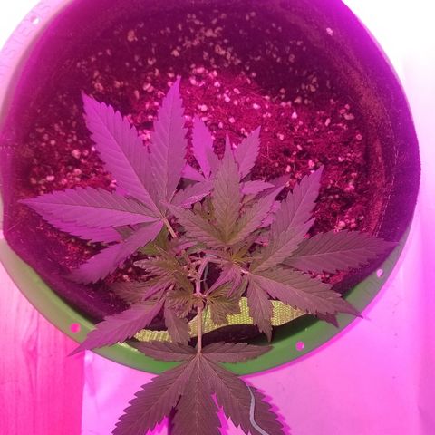 Kracken #2 growlog timeline photo