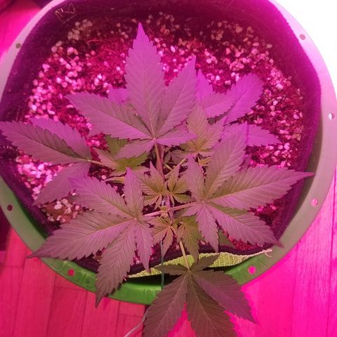Kracken #1 growlog timeline photo