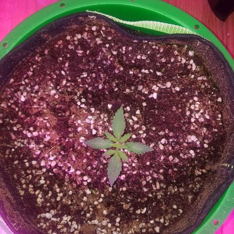 Bam Bam #3 growlog timeline photo