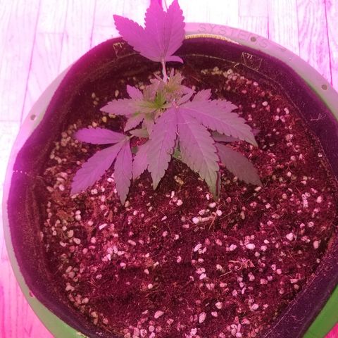 Bubblegum breath  #1 growlog timeline photo