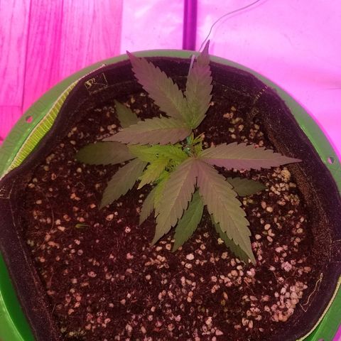 Bubblegum breath  #2 growlog timeline photo