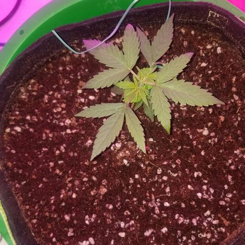 White widow  #1 growlog timeline photo