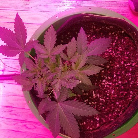 Bitchen Camaro  growlog timeline photo